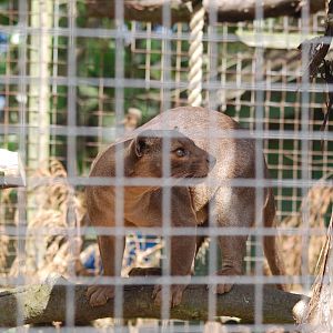 Fossa on the hunt