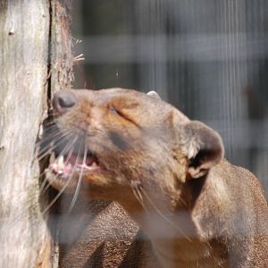 Fossa on the hunt