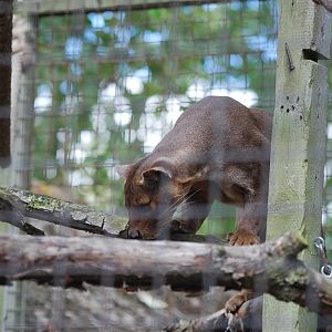 Fossa on the hunt