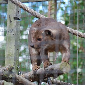 Fossa on the hunt