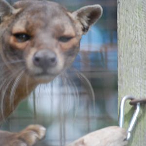 Fossa on the hunt