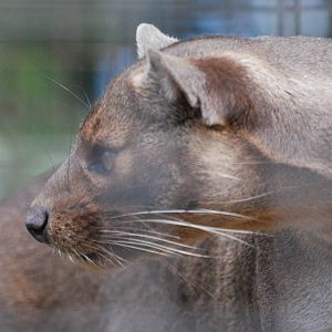 Fossa on the hunt