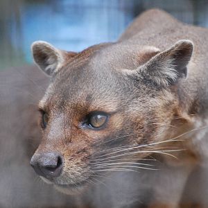 Fossa on the hunt