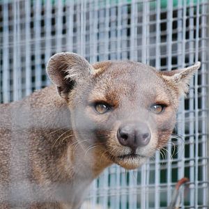 Fossa on the hunt