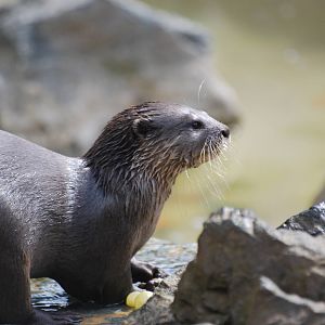 Asian small-clawed otter