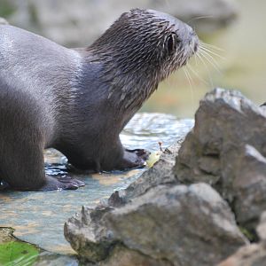 Asian small-clawed otter