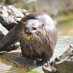 Asian small-clawed otter