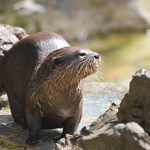 Asian small-clawed otter