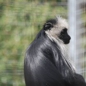 King colobus monkey