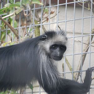 King colobus monkey