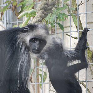 King colobus monkey