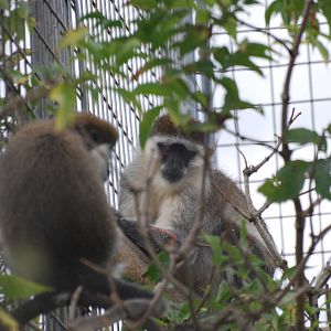 Vervet monkeys