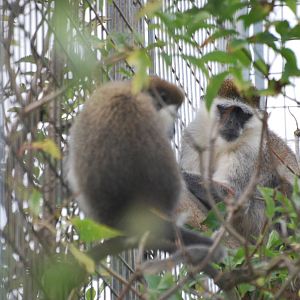 Vervet monkeys
