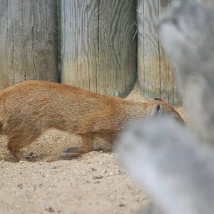 Yellow mongoose