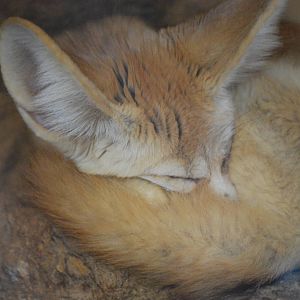 Fennec fox