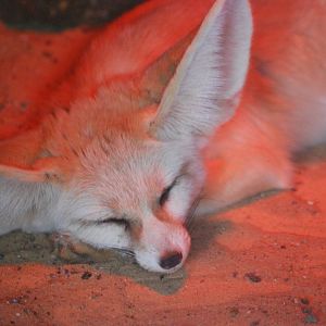 Fennec fox