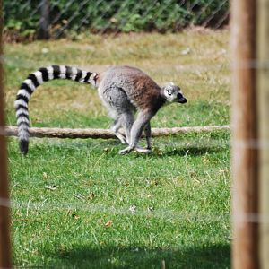Ring-tailed lemurs