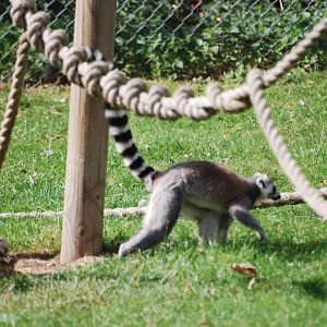 Ring-tailed lemurs