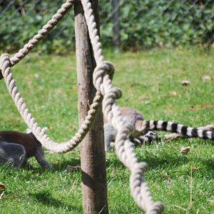 Ring-tailed lemurs