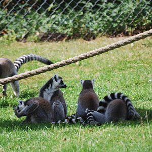 Ring-tailed lemurs
