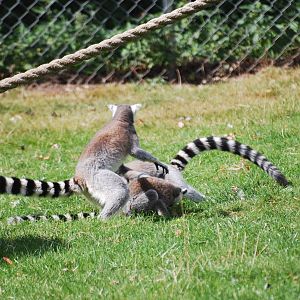 Ring-tailed lemurs