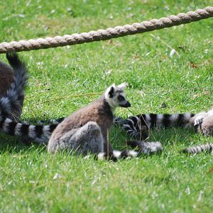 Ring-tailed lemurs