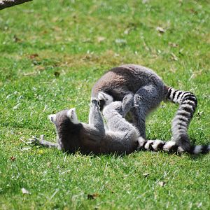 Ring-tailed lemurs
