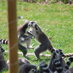 Ring-tailed lemurs