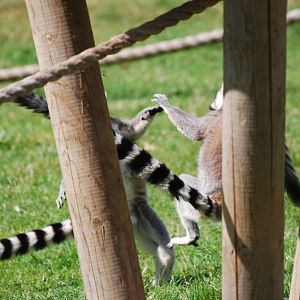 Ring-tailed lemurs