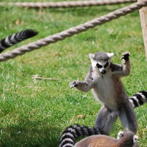 Ring-tailed lemurs