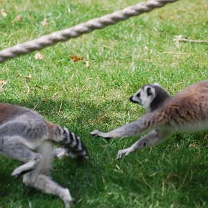 Ring-tailed lemurs