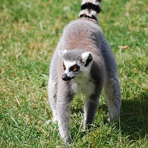 Ring-tailed lemurs