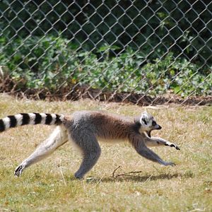 Ring-tailed lemurs