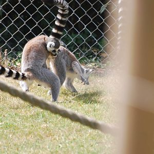 Ring-tailed lemurs