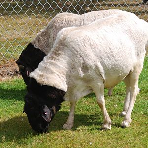 Somali fat-tailed sheep