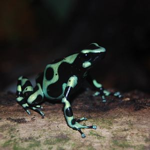 Green and Black dart poison frog