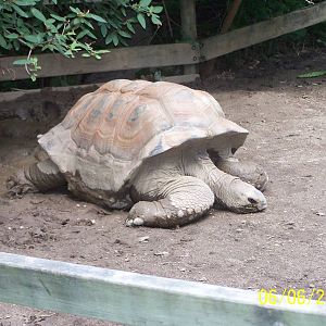 Aldabra Tortoise Resting In The Mud ~ Shores