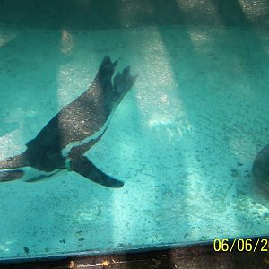Swimming Humboldt Penguin ~ Shores