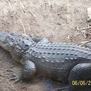 American Alligator ~ Shores