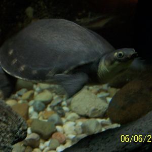 Fly River Turtle ~ Reptile House