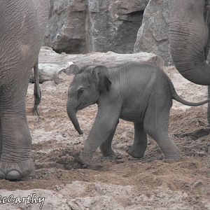 Asian Elephant Calf 23rd July 2010
