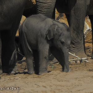 Asian Elephant Calf 23rd July 2010