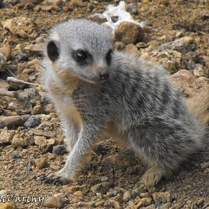 Meerkat Pup 23rd July 2010