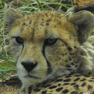 Kinkytail 23rd July 2010