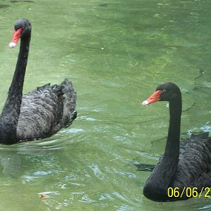 Black Swans ~ Voyage to Australia and the Islands