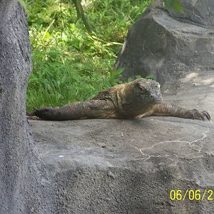 Komodo Dragon ~ Voyage to Australia and the Islands