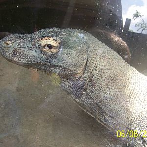 Komodo Dragon ~ Voyage to Australia and the Islands