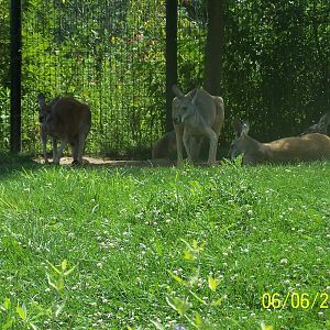 Red Kangaroos ~ Voyage to Australia and the Islands