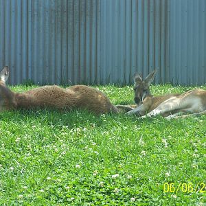 Red Kangaroos ~ Voyage to Australia and the Islands
