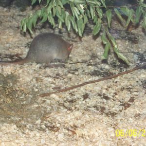 Brush-tailed Bettong ~  Outback Roadhouse
